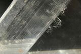 Stunning, Glassy Selenite Crystal - Naica Mine, Mexico #372137-3